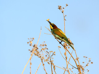 European Bee-Eater Sitting on Plant and Holding a Moth in its Beak against Blue Sky