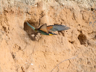 European Bee-Eater Flying Leaving its Nest Burrow in Sand Wall