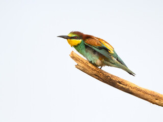 European Bee-Eater Sitting on Steak, Portrait