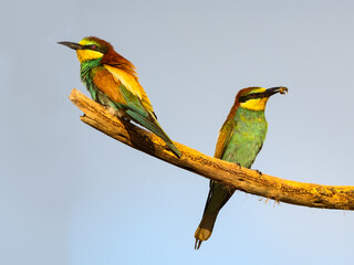 Two European Bee-Eaters Sitting on stick and one of them Holding a Bee in its Beak on Bright Blue Sky