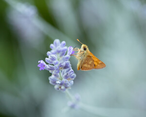 orange butterfly on lavender flower