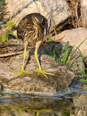 Black-crowned Night Heron Juvenile Standing on Rock, Closeup Portrait 