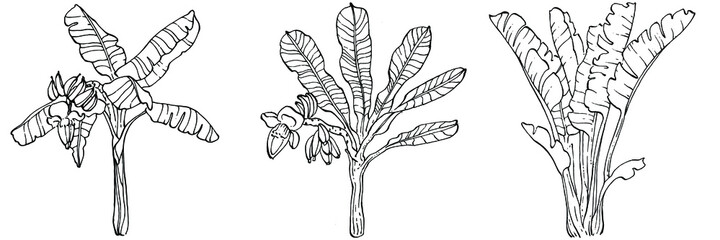 Vector Exotic tropical hawaiian summer. Palm beach tree jungle botanical leaves. Black and white banana leaves engraved ink art. Leaf plant botanical garden floral foliage. Isolated leaf illustration.