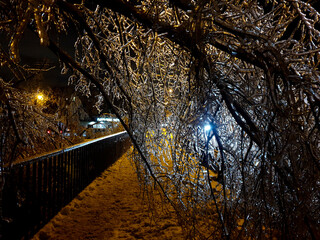 frozen trees in the winter night