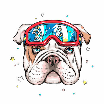 Cute cartoon english bulldog with ski goggles . Dog portrait in hand drawn style. Stylish image for printing on any surface	