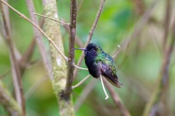 鳥の宝石ともいわれる小さくて美しいハチドリ