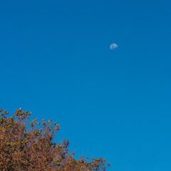Obraz na płótnie Canvas moon and tree