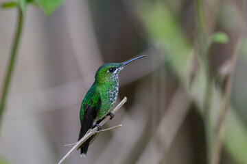 コスタリカに生息する空飛ぶ宝石ともいわれるハチドリ