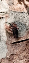 Macro photo of an insect  sitting on a wood
