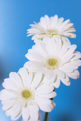 beautiful white daisies on blue background 