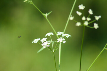 Spreading hedgeparsley in bloom closeup view with focus on foreground