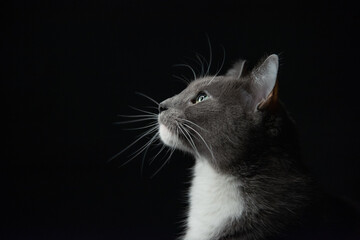Gato gatito gris felino perfil close up mirando fijamente hacia arriba fondo negro pelaje expresión bigotes día del gato