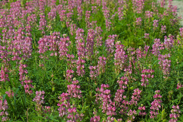 Delightful landscapes in the city park. Colorful flowering plants, landscaping in a well-tended park. Fresh bright flowers. Popular garden in Kyiv. Ukraine. Europe.