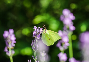 Beautiful yellow Gonepteryx rhamni or common brimstone butterfly on a purple lavender flower in a sunny garden.