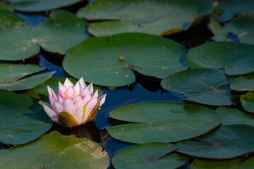 Closeup view of water lily flower against green leaves background