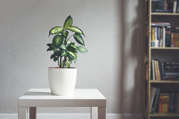 Dieffenbachia or Dumb cane plant in a white flower pot on a white table in daylight room with bookcase, minimalist and scandinavian style