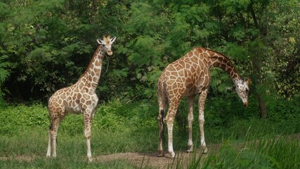 An adult giraffe mother eating green leaves and a young baby giraffe standing nearby. Beautiful exotic fauna of Africa. Cute animals enjoying food and sunlight. Travel and explore endangered species.