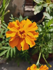 marigold flower