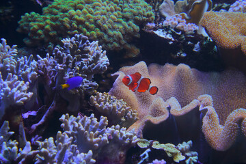Clown Fish, Niigata City, Niigata Pref., Japan