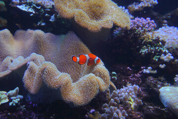 Clown Fish, Niigata City, Niigata Pref., Japan