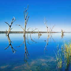 Reflections of Dead Trees on Lake Mulwala