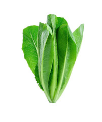 lettuce isolated on white background.
