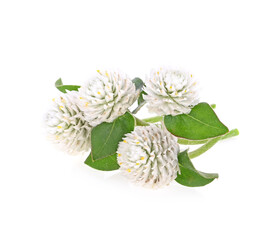 Amaranth flower isolated on white