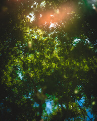 sun rays reflexion in the forest
