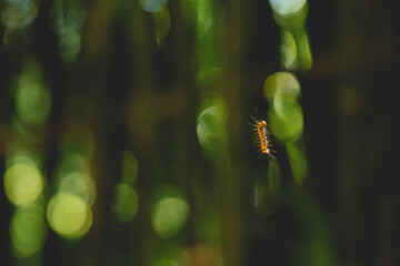 Caterpillar on leaf