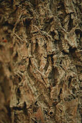 Bark of a tree