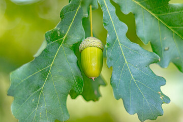 Green acorns on an oak tree. Very soft focus. Close-up