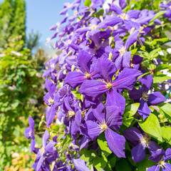 Bush of purple clematis in the bright sun in the garden