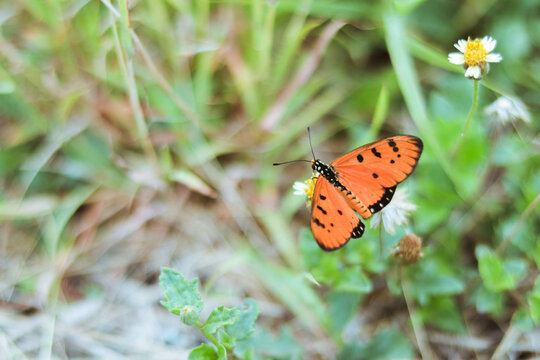 An orange butterfly sucks nectar from a meadow.