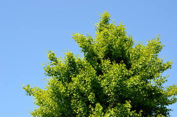 イチョウの新緑と青空