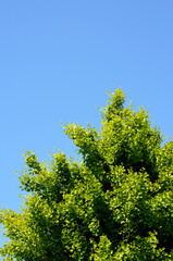 イチョウの新緑と青空