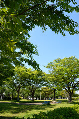 新緑の公園