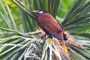 ヤシの木の上にとまって美しい黄色の尾羽を見せるオオツリスドリ