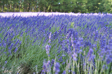 咲き誇るラベンダー