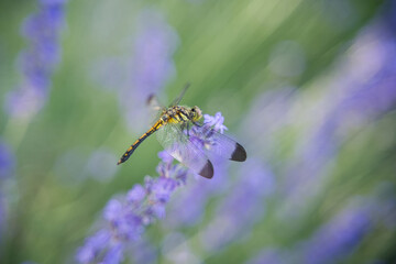 咲き誇るラベンダー