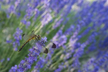 咲き誇るラベンダー