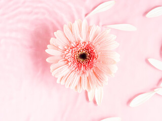 Pink beautiful gerbera daisy flower on monochrome background in water with ripples and petals