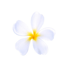Fototapeta na wymiar Plumeria flower isolated on white background