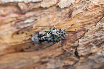 big fly cicada on a tree