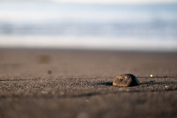 浜辺の石