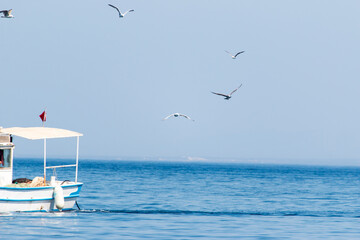 birds seagulls on a background of blue sky