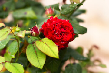 Red rose close-up after the rain background.