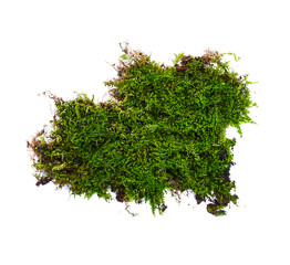 moss isolated on white background