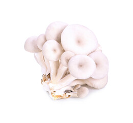 Oyster, Phoenix Mushroom 0n white background