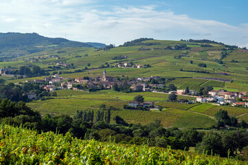 Fototapeta na wymiar Paysage de vignoble autour du village de Juliénas dans le Beaujolais dans le département du Rhône en france en été