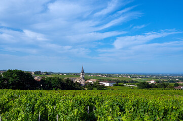 Paysage de vignoble autour du village de Chénas dans le Beaujolais dans le département du Rhône...